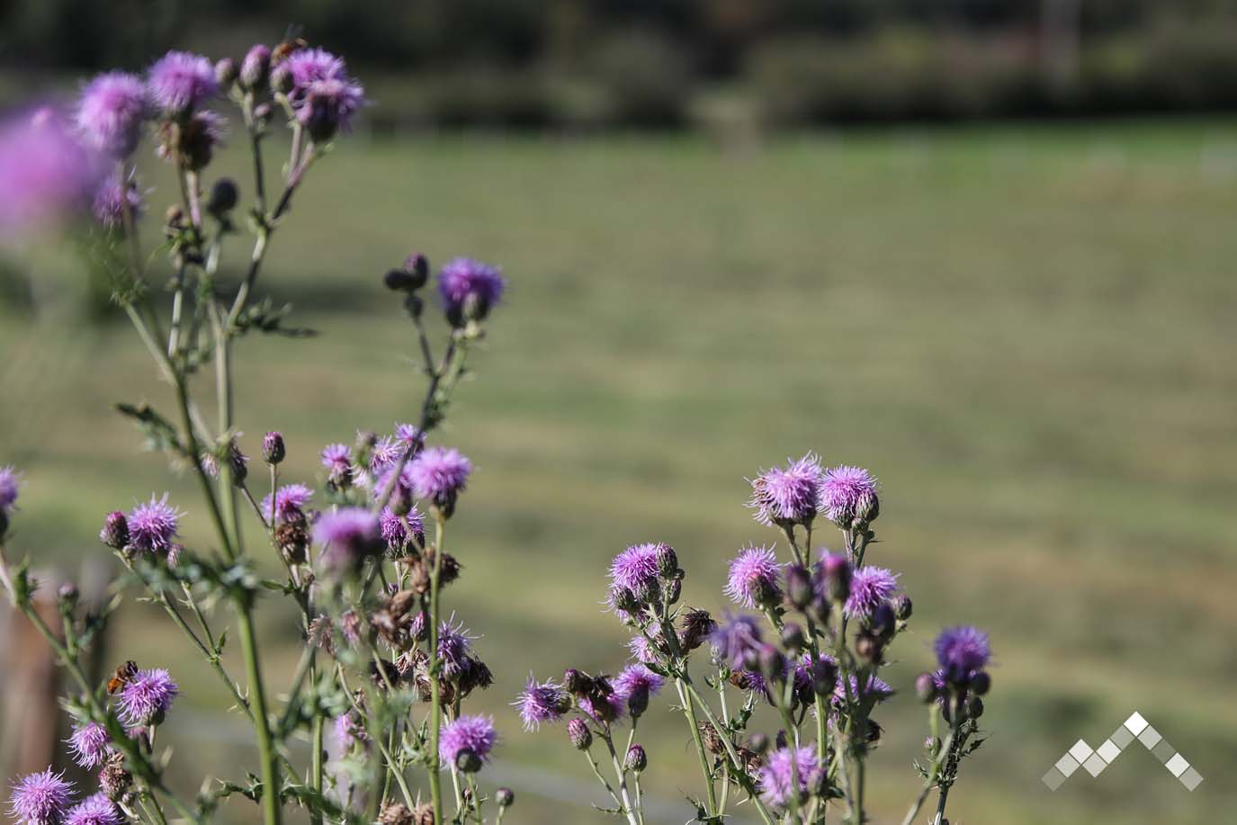 COIN DE REVE (23 pers.)-55