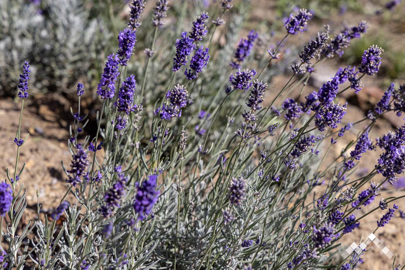 LES HAUTS DE KOGENBERG-43