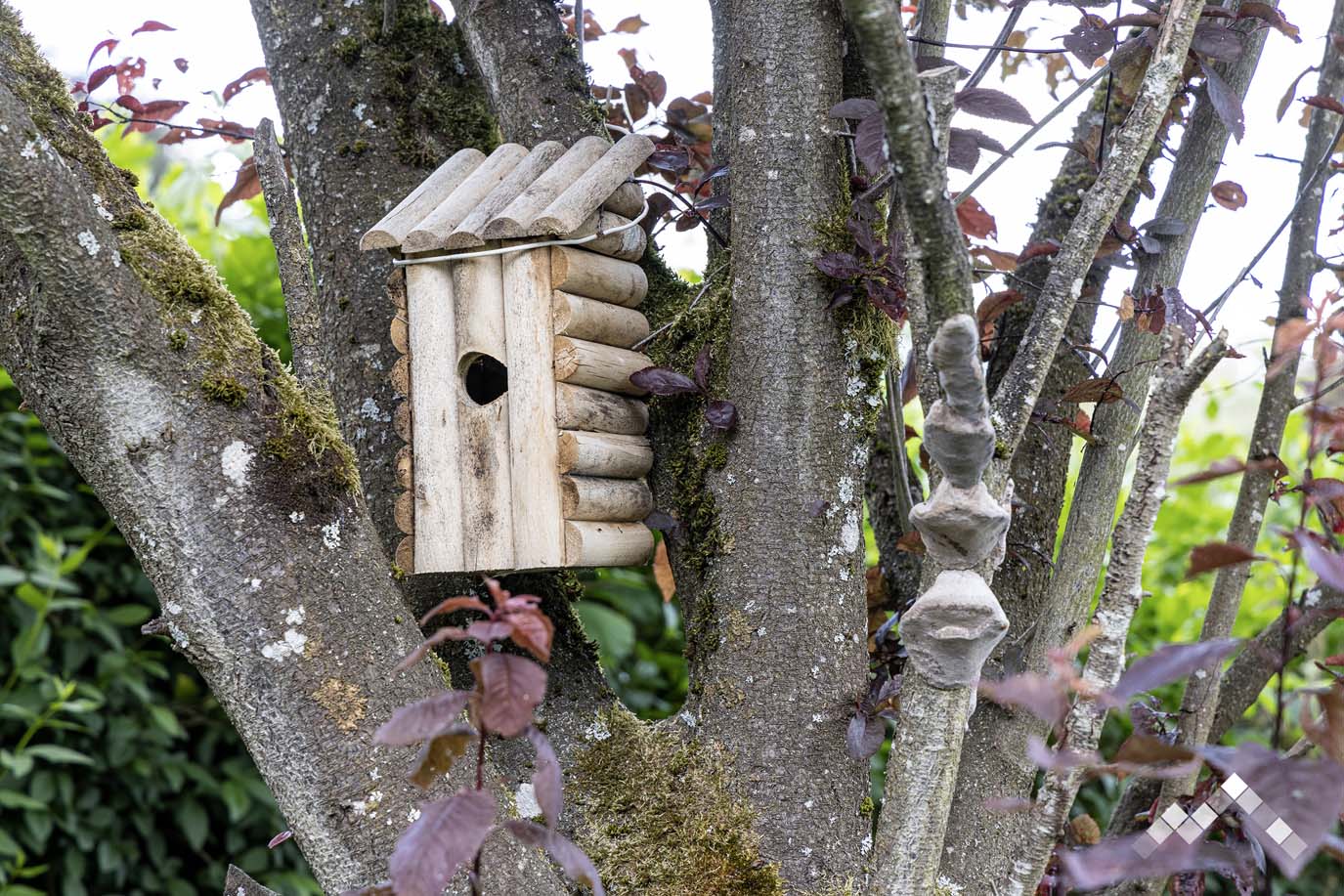 DE SOUCHE ET DE BOIS-23