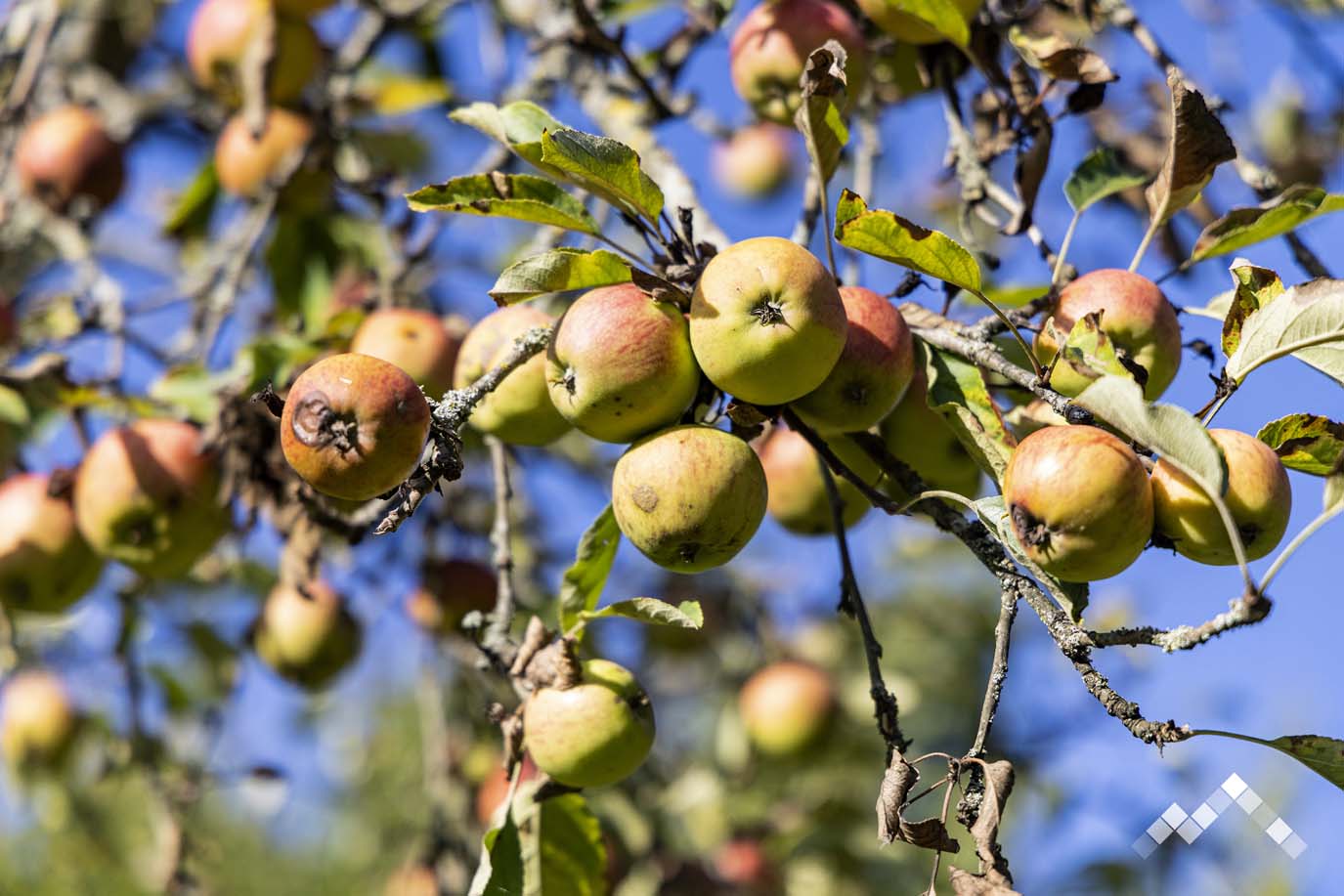 LE MANOIR SAINT-BLAISE-70