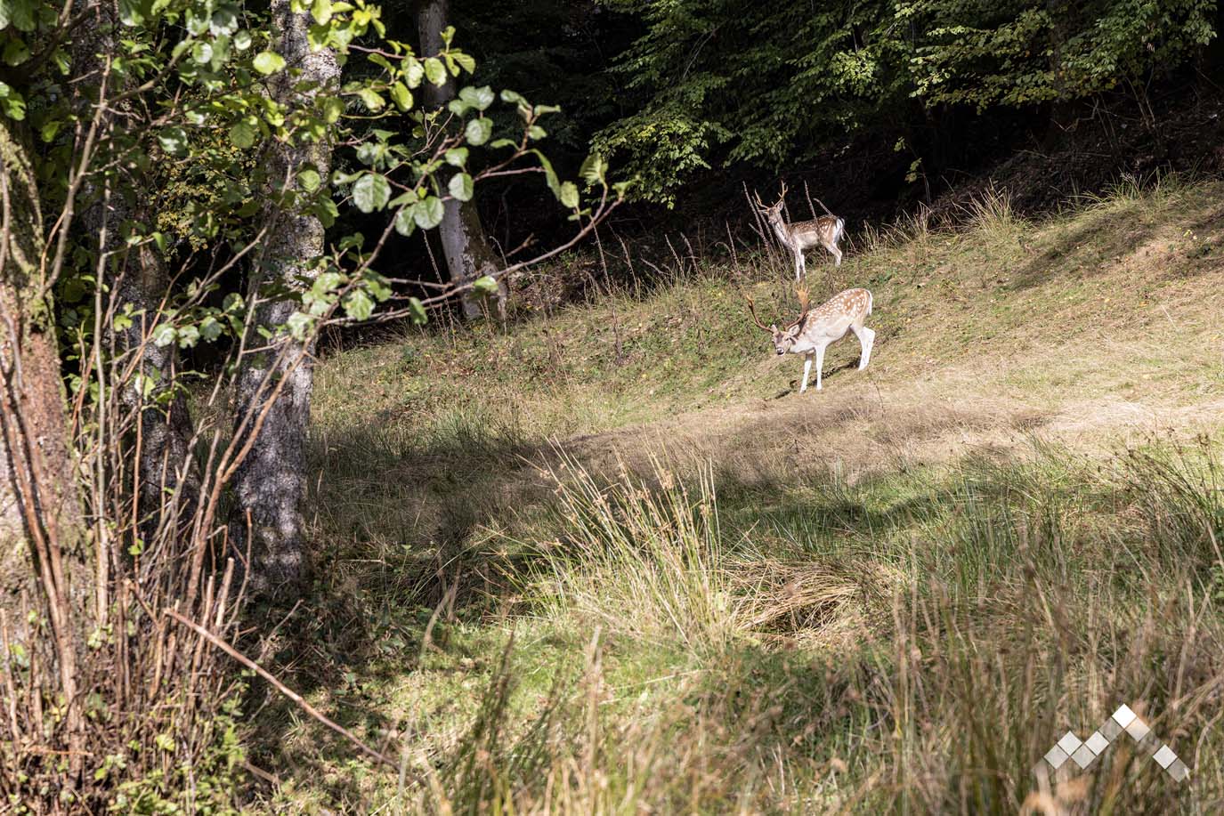 GRAINS DE FANTAISIE-6