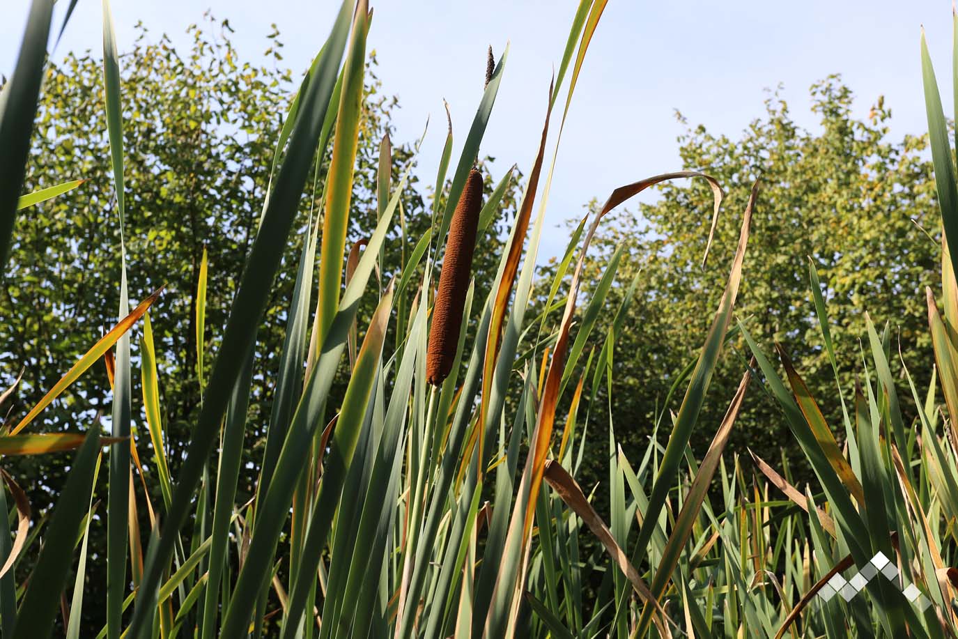 LE REPOS DU DRUIDE-29